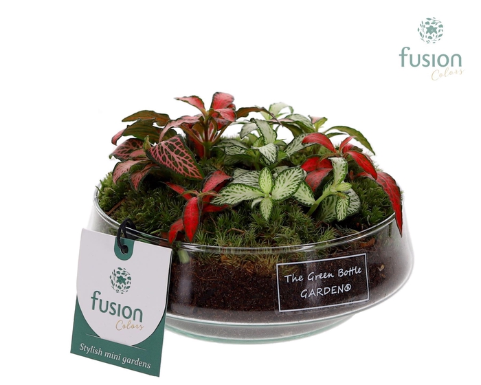 <h4>Green Bottle Iris Small met Fittonia arrangement</h4>