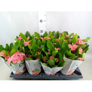 Euphorbia milii   ...