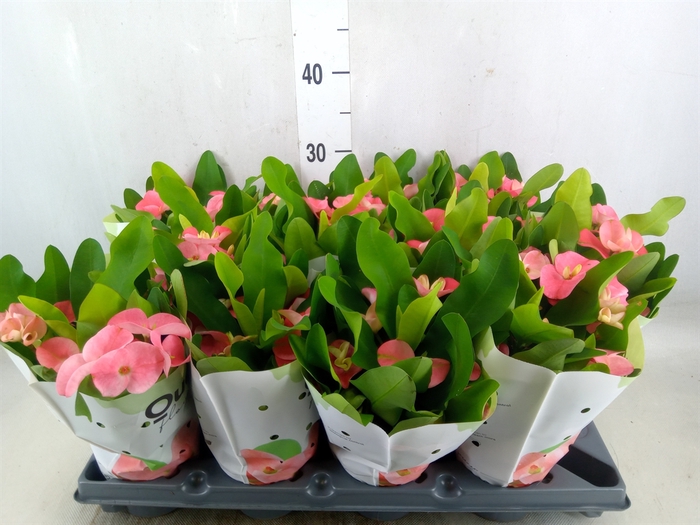 <h4>Euphorbia milii   ...</h4>