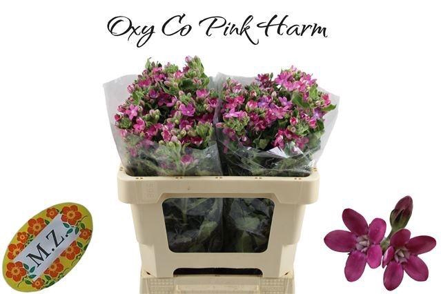 <h4>OXY CO PINK HARMONY</h4>