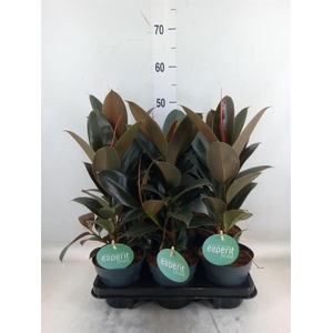 Ficus elastica 'Melany'