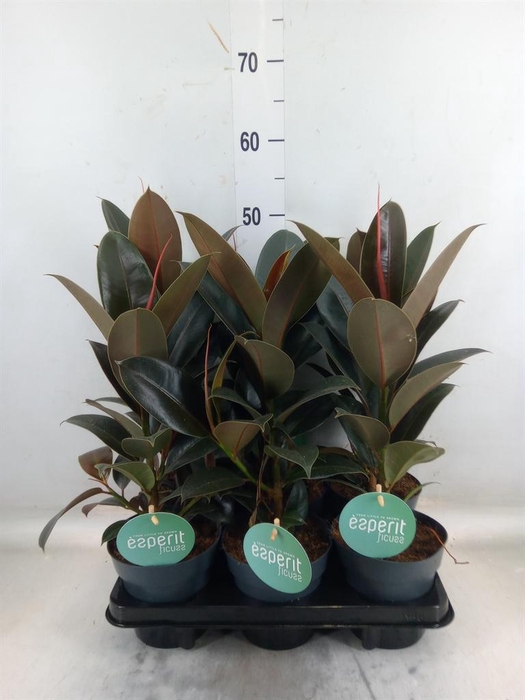 <h4>Ficus elastica 'Melany'</h4>