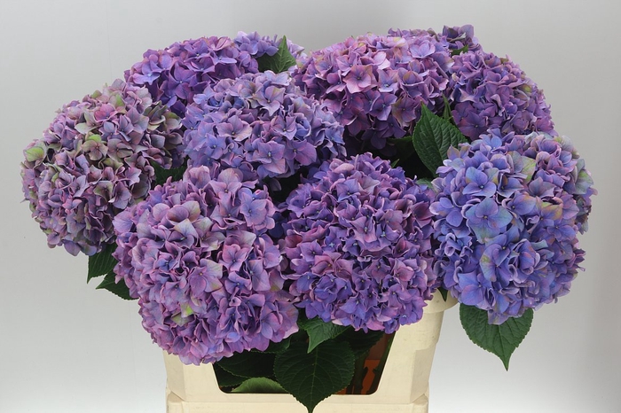 <h4>Hyd Rodeo Purple Classic</h4>