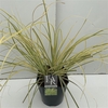 Cortaderia 'Splendid Star' P23 (5ltr)