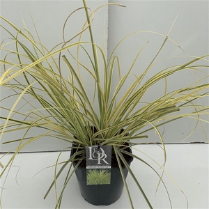 Cortaderia 'Splendid Star'