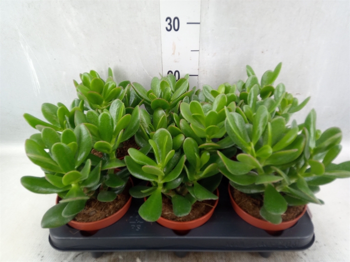 <h4>Crassula  'Magical Tree'</h4>