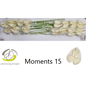 Anthurium Moments