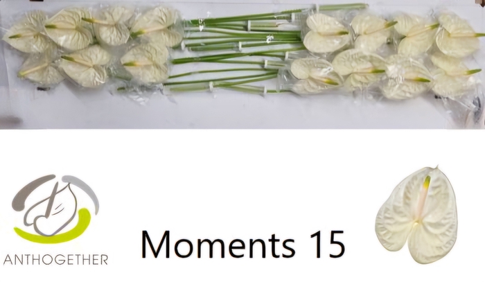 <h4>Anthurium Moments</h4>