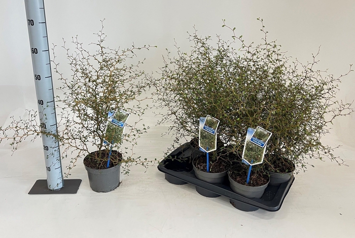 <h4>SOPH LITTLE BABY</h4>