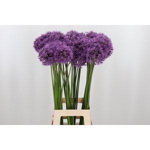 Allium Gladiator