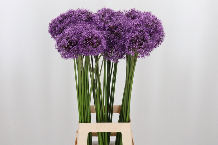 <h4>Allium Gladiator</h4>