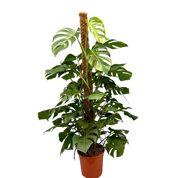 <h4>Monstera 150cm</h4>