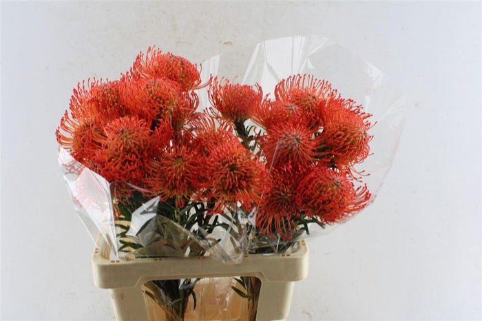 <h4>Leuco Co Succession</h4>