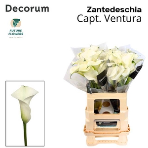 Zantedeschia captain ventura