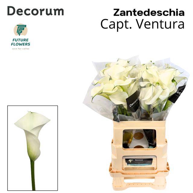 Zantedeschia captain ventura