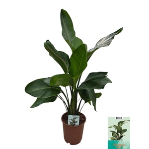 STRELITZIA NICOLAI