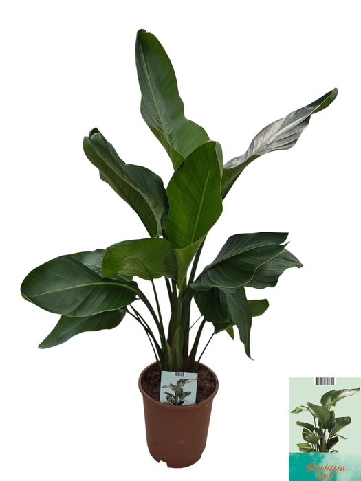 <h4>STRELITZIA NICOLAI</h4>