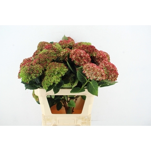 HYDR REVOLU SPRAY 4+