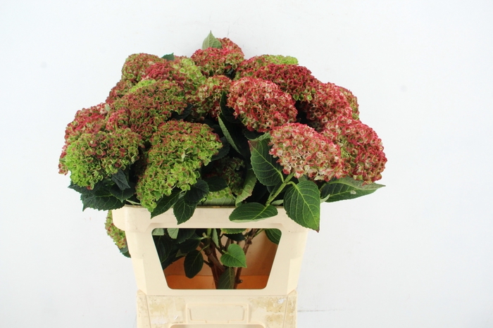 <h4>HYDR REVOLU SPRAY 4+</h4>