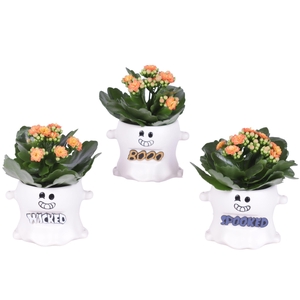 Halloween Arr. Indoor Ceramic Pot Funny Ghost Ø12cm 1PP