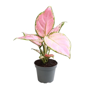 Aglaonema Red Zirkon 6Ø 12cm