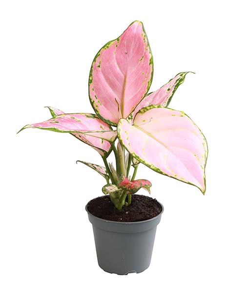 Aglaonema Red Zirkon 6Ø 12cm
