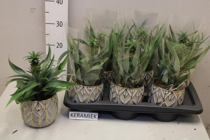 <h4>ANANAS CHAMPACA</h4>