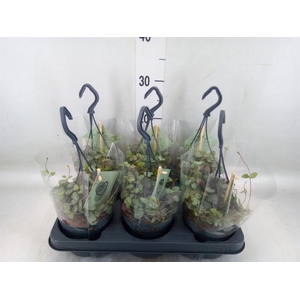 Ceropegia woodii ssp. woodii