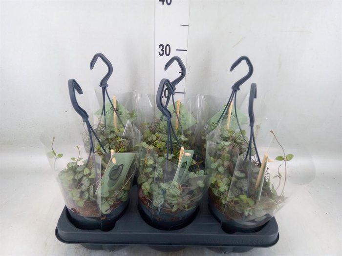 <h4>Ceropegia woodii ssp. woodii</h4>