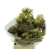 Euphorbia Spinosa