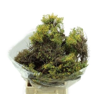 Euphorbia Spinosa