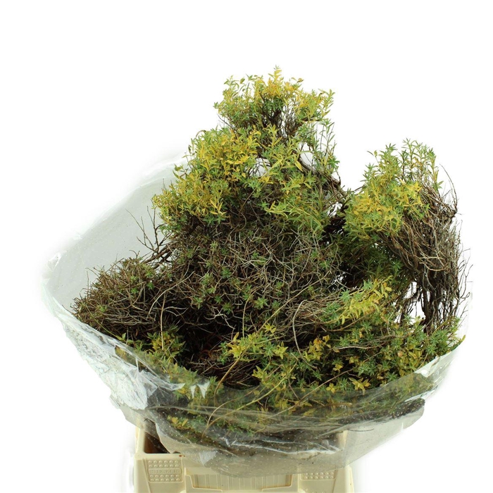 <h4>Euphorbia Spinosa</h4>