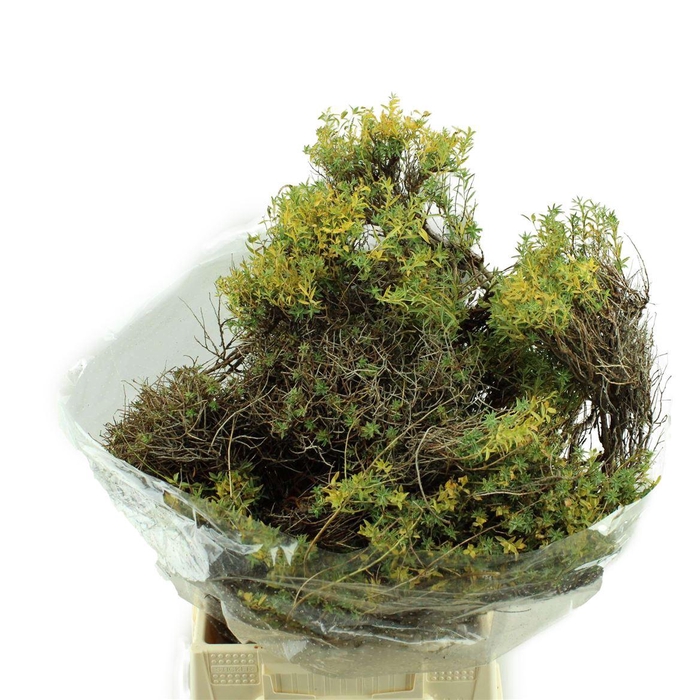 <h4>Euphorbia Spinosa</h4>