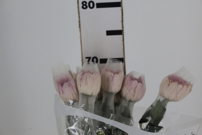 ANASTASIA BODA 070 CM