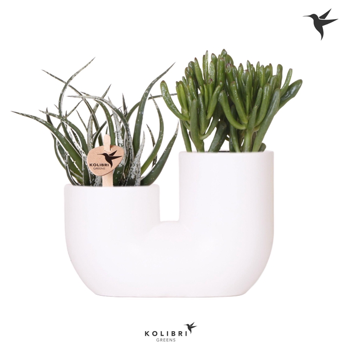 <h4>Kolibri Greens Succulenten mix in Tube pot white</h4>
