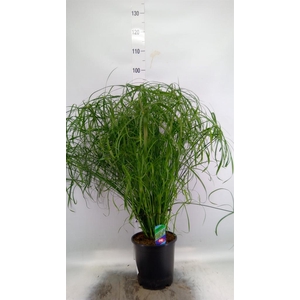 Cyperus alternifolius