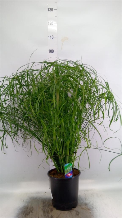 <h4>Cyperus alternifolius</h4>