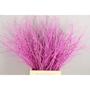 Betula Bs Pink Fst