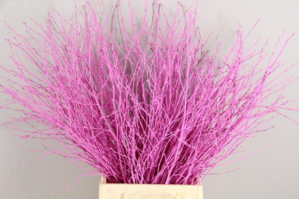 <h4>Betula Bs Pink Fst</h4>