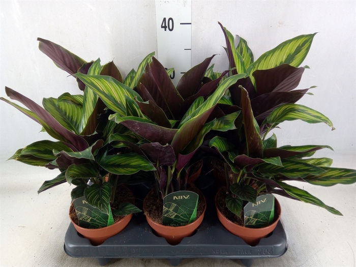 <h4>Calathea  'Beautystar'</h4>