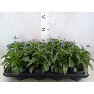 Salvia farinacea