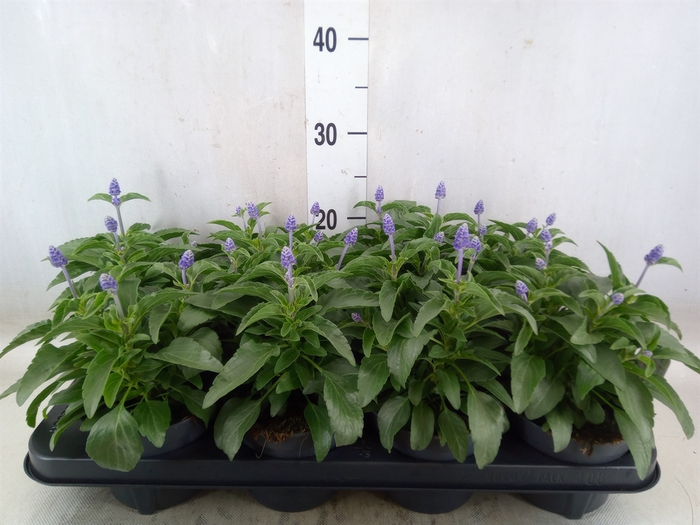 <h4>Salvia farinacea</h4>