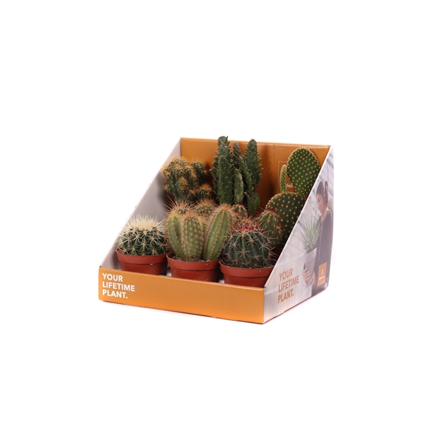 Cactus mix 8,5 cm in showdoos your lifetime plant