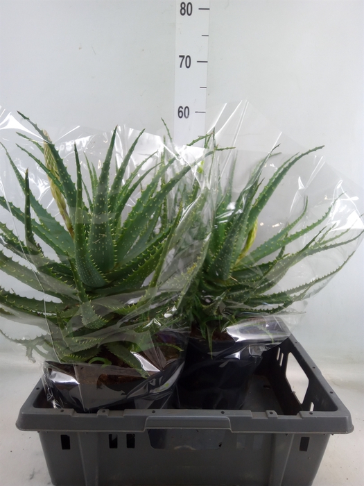 <h4>Aloe arborescens</h4>