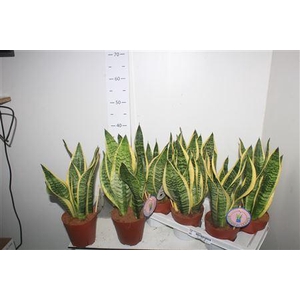 Sansev Futura Superb