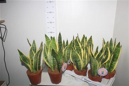 Sansev Futura Superb