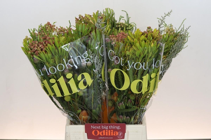 <h4>BQ Cape Greenmix</h4>