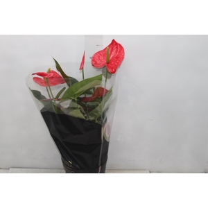 ANTHURIUM OREGON P19 VERMELHO PREMIUM