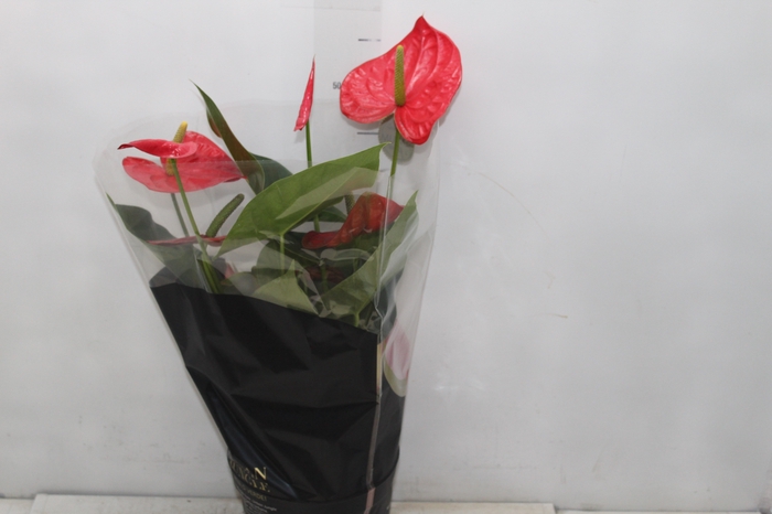 <h4>ANTHURIUM OREGON P19 VERMELHO PREMIUM</h4>