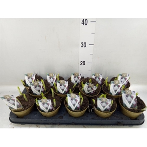 Galanthus nivalis   ...in pot